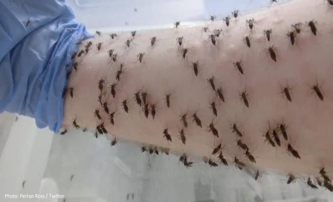 Tin tức đời sống mới nhất ngày 2/10/2020: Lý do đằng sau bức ảnh muỗi chi chít hút no máu trên cánh tay người - Ảnh 1